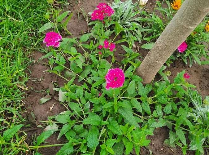 Pushimi Regis Holiday home