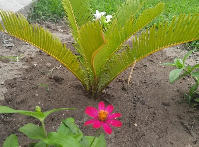 Pushimi Regis Holiday home *